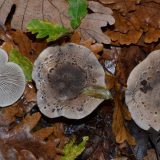 Iz Šumarica pravo u svetske baze naučnih podataka: U Srbiji otkrivena nova vrsta gljive 5