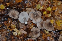 Triholoma punktatum - nova vrsta gljive otkrivena u Kragujevcu 03 Iz Šumarica pravo u svetske baze naučnih podataka: U Srbiji otkrivena nova vrsta gljive 3