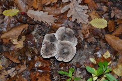 Triholoma punktatum - nova vrsta gljive otkrivena u Kragujevcu 04 Iz Šumarica pravo u svetske baze naučnih podataka: U Srbiji otkrivena nova vrsta gljive 4