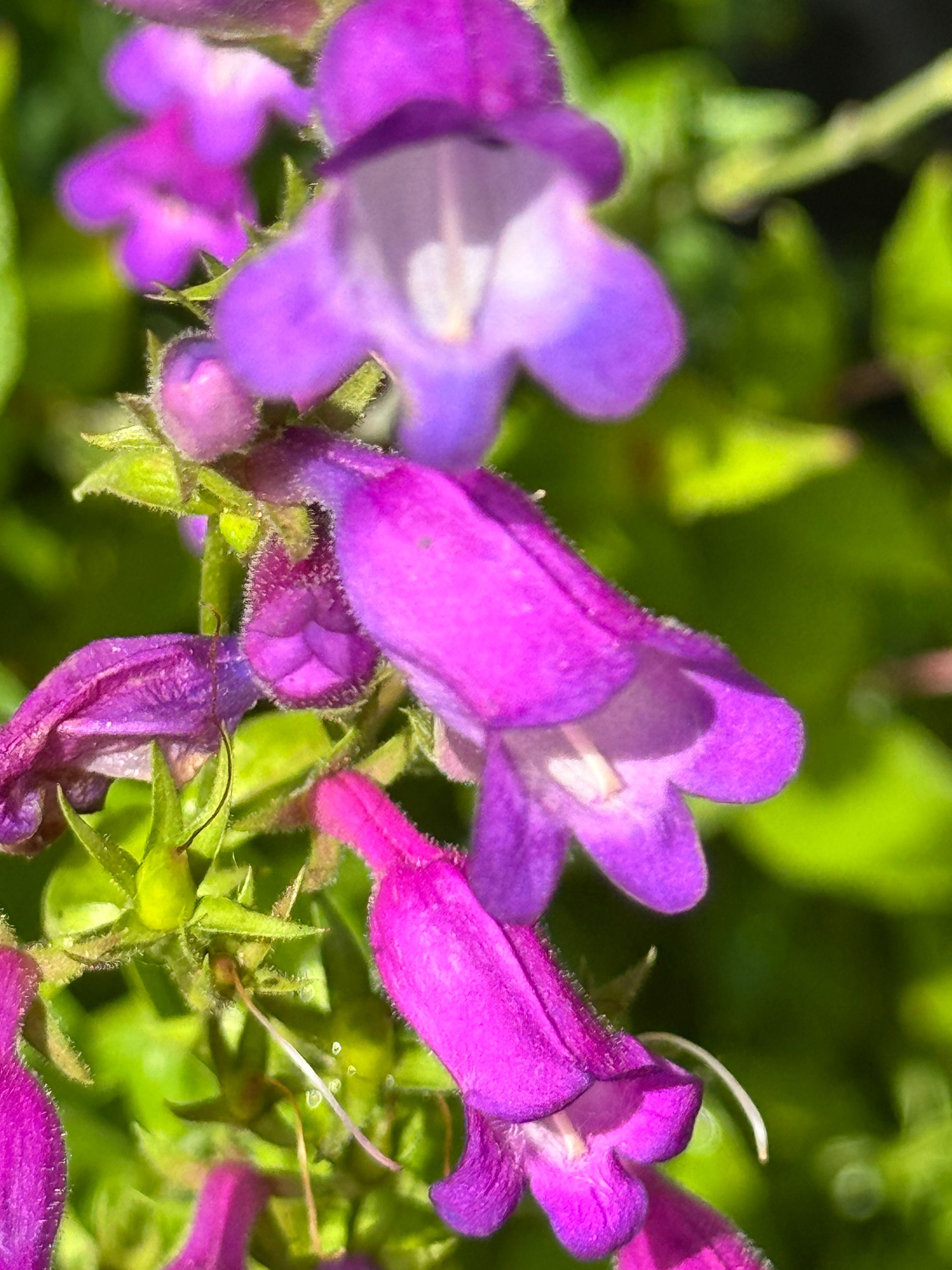 Lovac na biljke koji je rizikovao život u potrazi za orhidejom 14 Cvet koji je Tom otkrio u Meksiku 1999. godine zvanično je nazvan Penstemon Kraksova naslada 2005. godine.