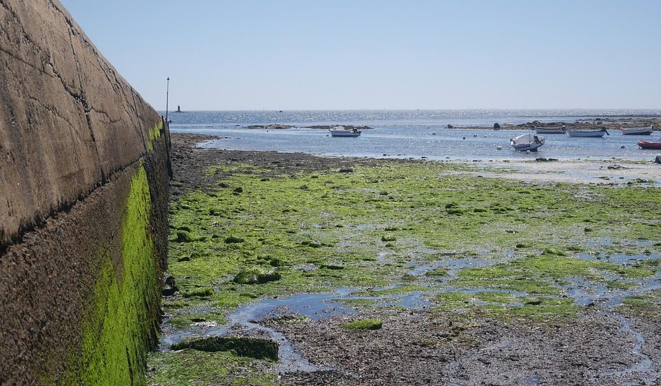 Kako toplota i otpadne vode pretvaraju Moraču u idealno stanište za alge? 1