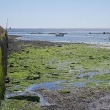 Kako toplota i otpadne vode pretvaraju Moraču u idealno stanište za alge? 4