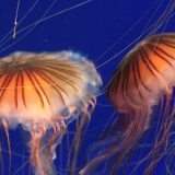 Zbog najezde meduza zatvorena nuklearna elektrana u Francuskoj 4