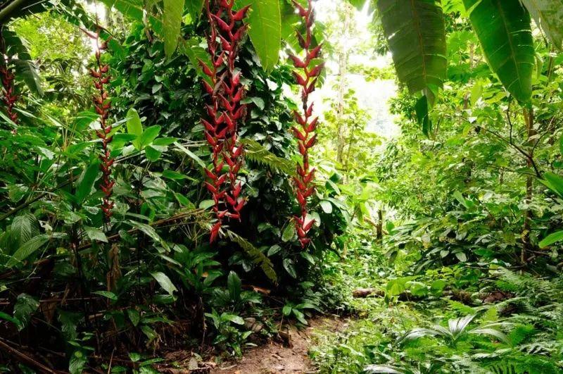 Lovac na biljke koji je rizikovao život u potrazi za orhidejom 6 Džungla