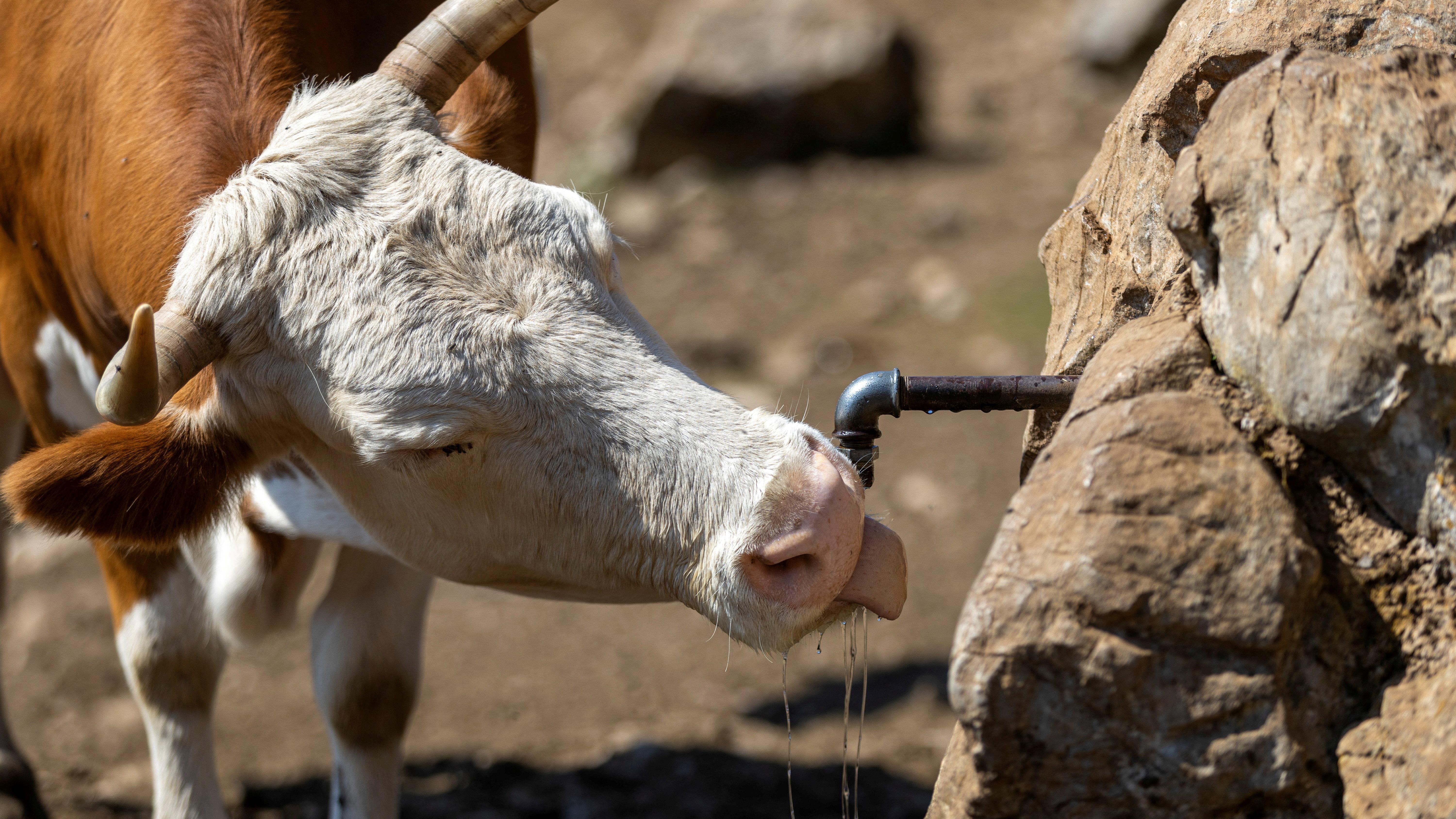 Životinje na Suvoj planini ponovo žedne 1 Krava pije sa izvora na Suvoj planini