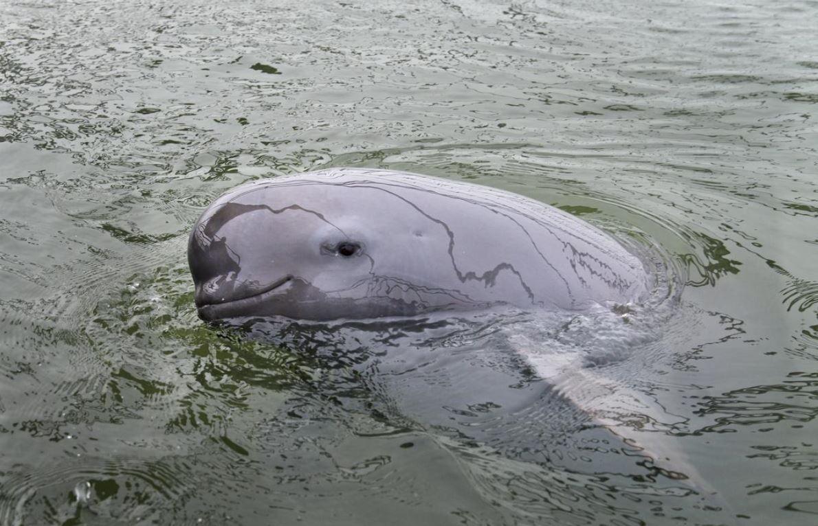 'Nasmejani anđeo': Bitka za spas retkog delfina bez peraja 3 Jangceanska rečna svinja bez peraja izbacila glavu iznad vode