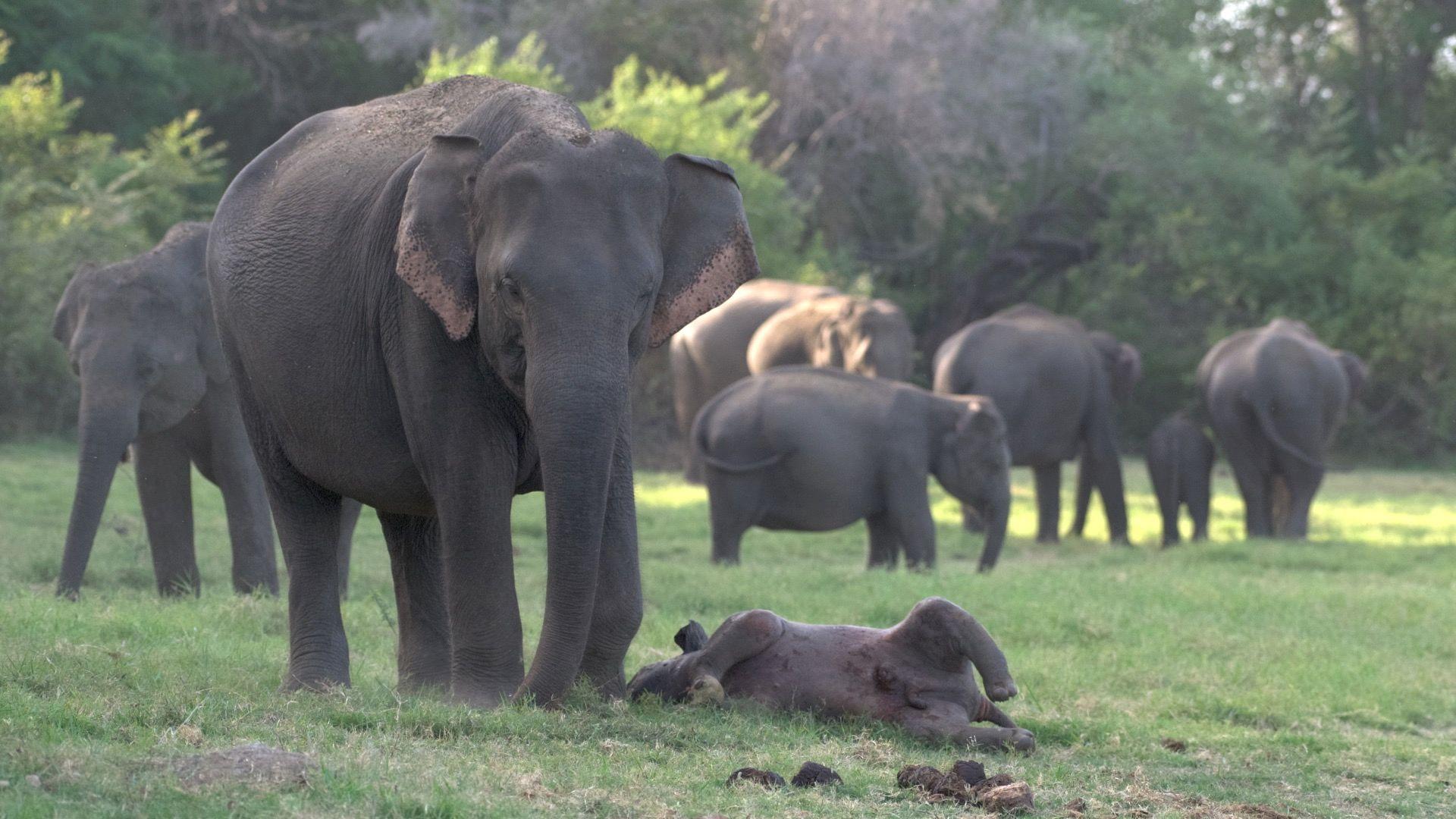 Da li slonovi žale za mrtvima 2 Azijska slonica stoji pored mrtvog mladunčeta