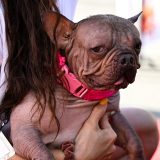 Lepota je u oku posmatrača: Proglašen Najružniji pas za 2025. godinu 3