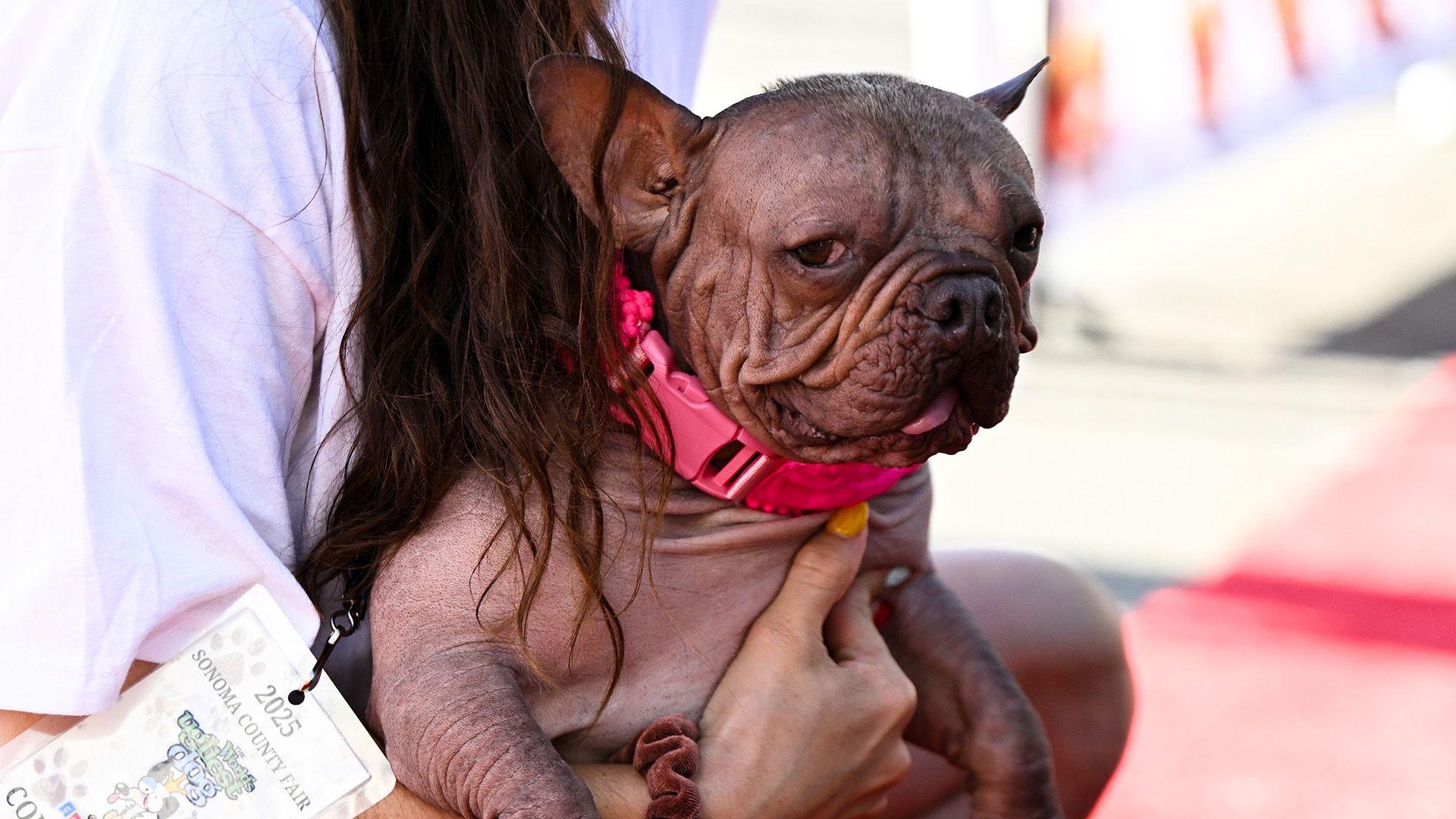 Petunija je buldog i oko vrata ima ružičastu ogrlicu. Njen jezik malo viri i u rukama je drži vlasnik.