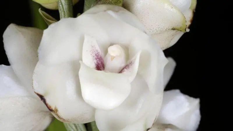 Lovac na biljke koji je rizikovao život u potrazi za orhidejom 5 Cvet bele orhideje