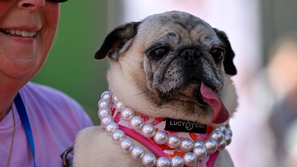 Džini Lu je mops krem boje. Ima dugačak ružičasti jezik koji joj viri iz usta i nosi ružičasti pojas sa biserima.