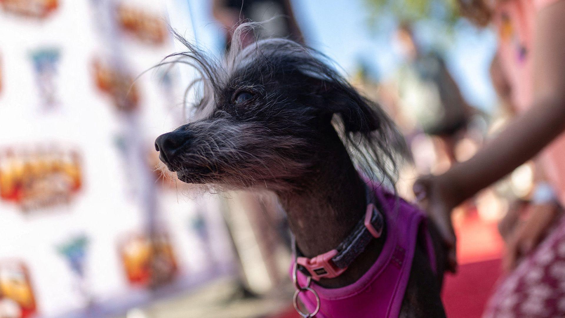 Popi sedi i gleda levo. Njeno telo je bez dlake i oko vrata nosi ružičastu ogrilicu. Oko njuške ima crno belo krzno 