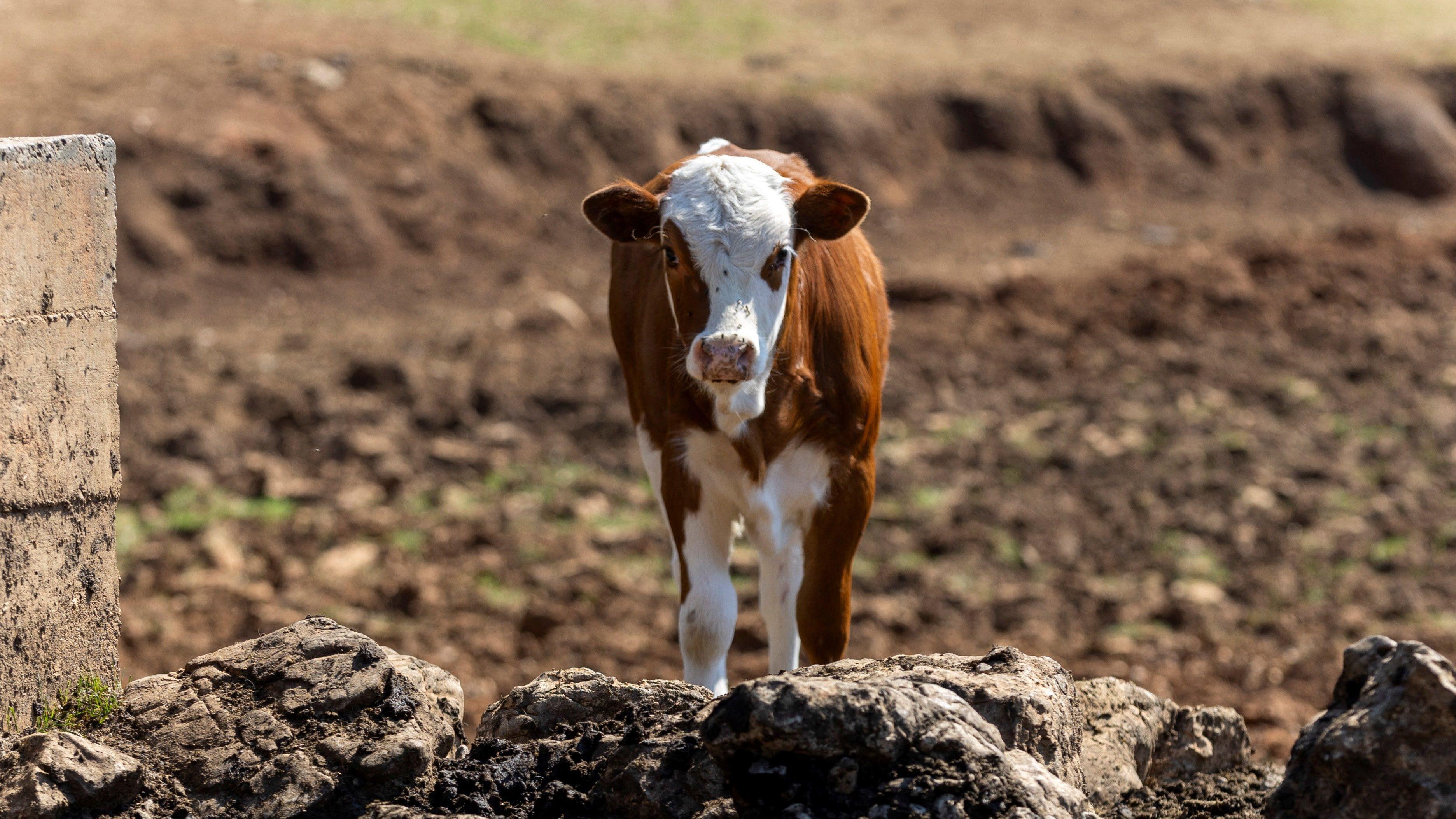 Životinje na Suvoj planini ponovo žedne 6 Tele na Suvoj planini