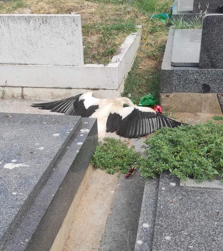 Na Novom groblju u Nišu ponovo stradale rode od strujnog udara: Još jedan apel EPS-u da konačno preduzme mere i ukine ovakvo "stratište" 4