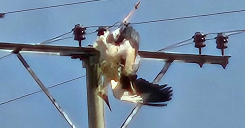 Na Novom groblju u Nišu ponovo stradale rode od strujnog udara: Još jedan apel EPS-u da konačno preduzme mere i ukine ovakvo "stratište" 5