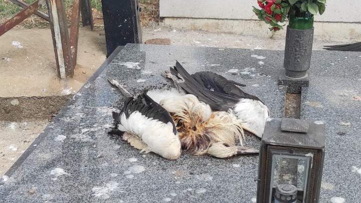 Na Novom groblju u Nišu ponovo stradale rode od strujnog udara: Još jedan apel EPS-u da konačno preduzme mere i ukine ovakvo "stratište" 3