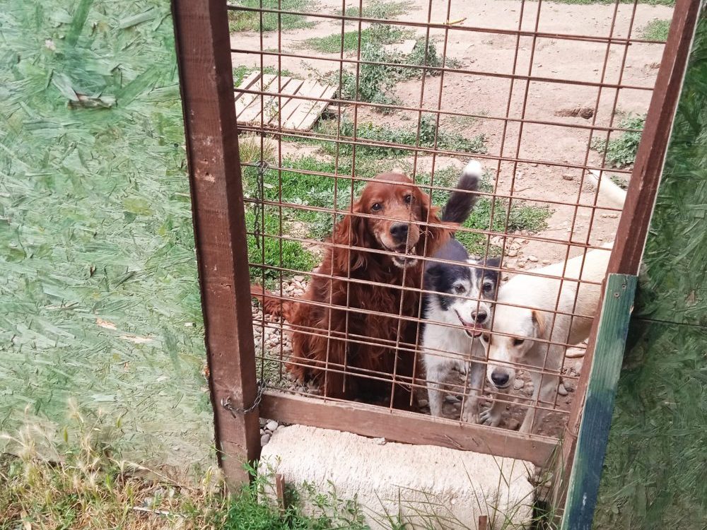 Prihvatilište u Loćiki kod Aleksinca Nerazvijena opština Aleksinac izdvaja stotine hiljada evra za "ujede" napuštenih pasa: Privatno prihvatilište nudi rešenja, a nisu spremni da ga čuju 4