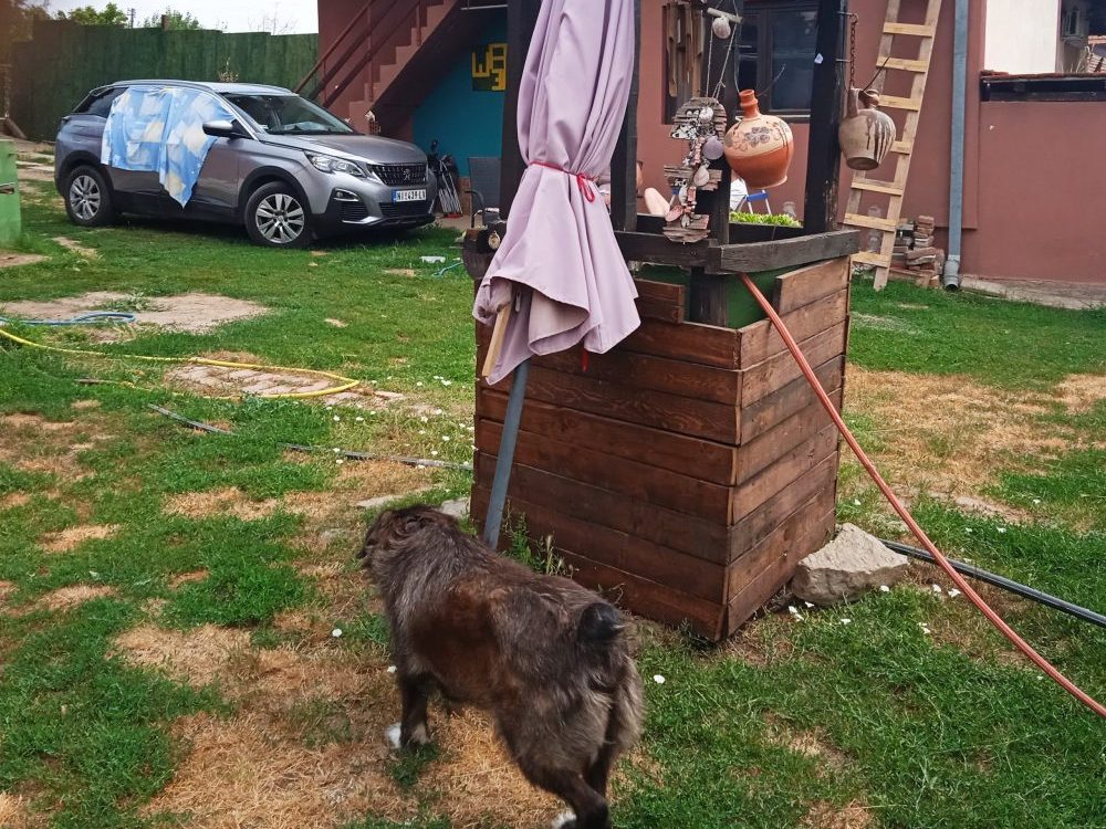 Prihvatilište u Loćiki kod Aleksinca Nerazvijena opština Aleksinac izdvaja stotine hiljada evra za "ujede" napuštenih pasa: Privatno prihvatilište nudi rešenja, a nisu spremni da ga čuju 2