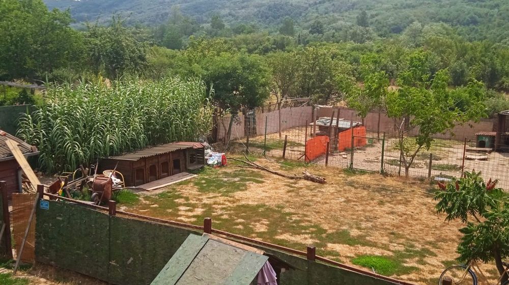 Nerazvijena opština Aleksinac izdvaja stotine hiljada evra za "ujede" napuštenih pasa: Privatno prihvatilište nudi rešenja, a nisu spremni da ga čuju 1