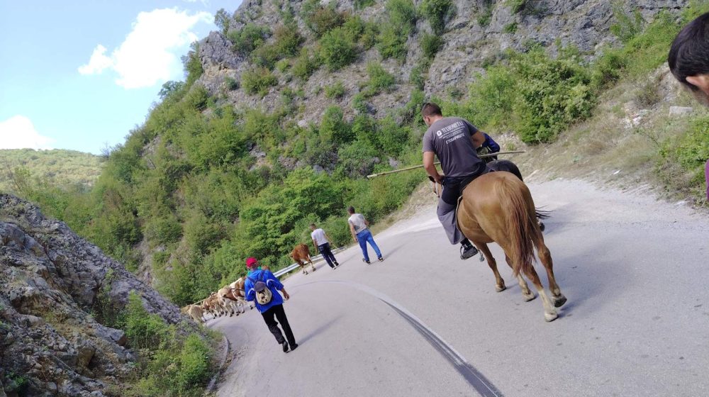 Ministarstvo posle više dana poslalo prve cisterne sa vodom: Stočari sa Suve planine, zajedno sa žednim kravama i konjima, drugi put blokirali saobraćaj 1