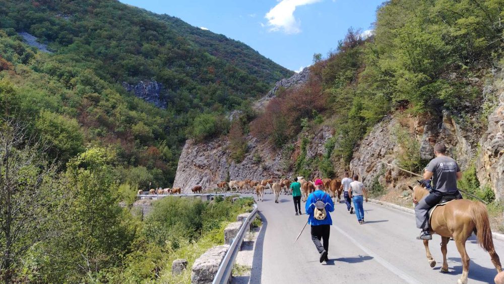 Ministarstvo posle više dana poslalo prve cisterne sa vodom: Stočari sa Suve planine, zajedno sa žednim kravama i konjima, drugi put blokirali saobraćaj 2