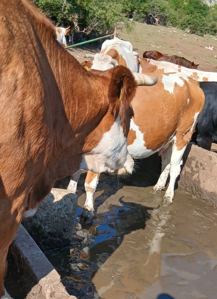 Stočari sa Suve planine, zajedno sa svojim žednim kravama i konjima, blokirali put od Bele Palanke ka Babušnici (VIDEO) 2