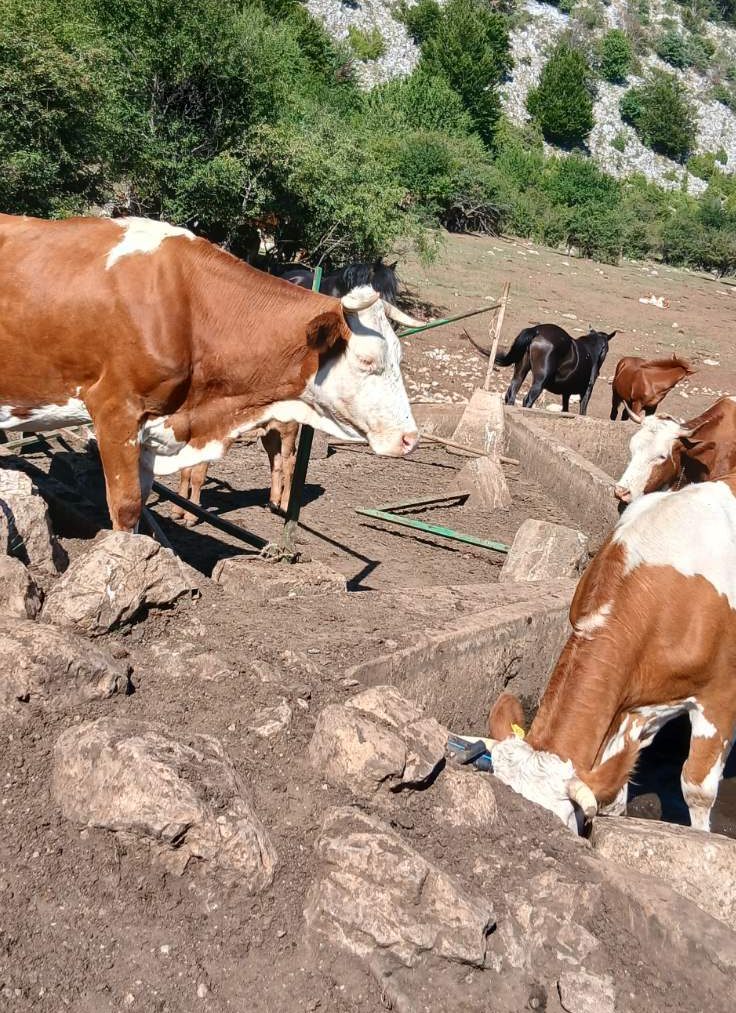 Stočari sa Suve planine, zajedno sa svojim žednim kravama i konjima, blokirali put od Bele Palanke ka Babušnici (VIDEO) 3