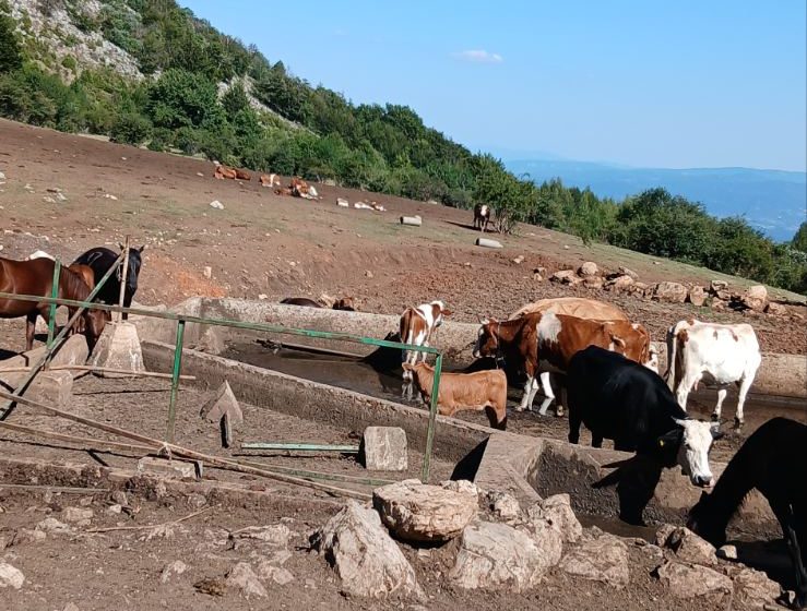 Više od 1.000 krava i konja na Suvoj planini opet bez kapi vode, "piju" je iz blata u bazenima: Niška odbornica Tamara Milenković Kerković 1