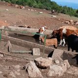 Više od 1.000 krava i konja na Suvoj planini opet bez kapi vode, "piju" je iz blata u bazenima: Niška odbornica Tamara Milenković Kerković 4