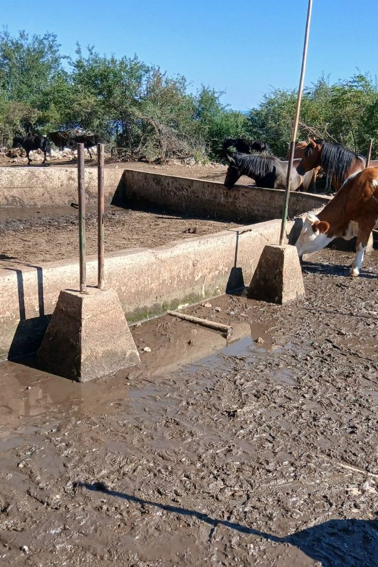 Stočari sa Suve planine, zajedno sa svojim žednim kravama i konjima, blokirali put od Bele Palanke ka Babušnici (VIDEO) 4