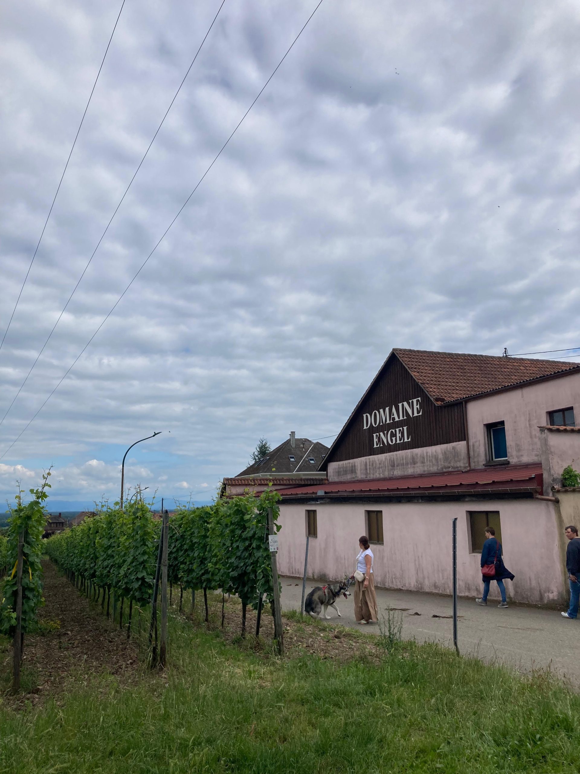 Veliki turistički vodič: Vinska avantura oko Strazbura: Biciklom kroz sela Alzasa 5