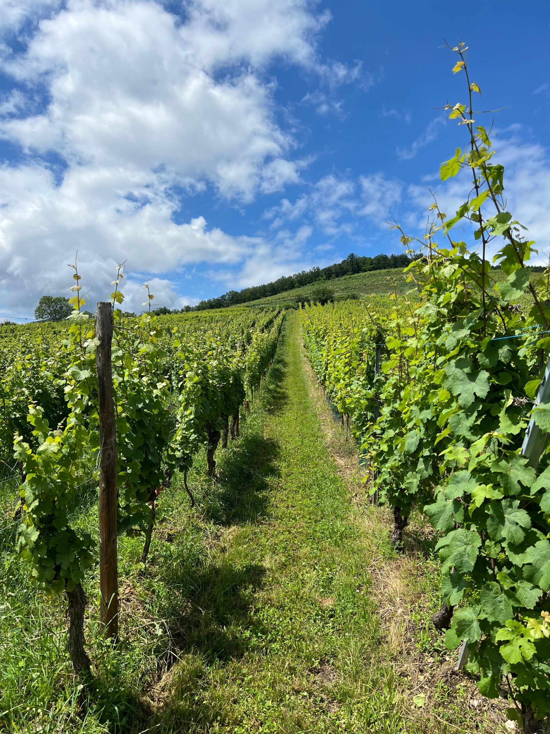 Veliki turistički vodič: Vinska avantura oko Strazbura: Biciklom kroz sela Alzasa 2