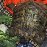 Na Kelebiji sprečeno krijumčarenje strogo zaštićene vrste kornjače (FOTO) 5