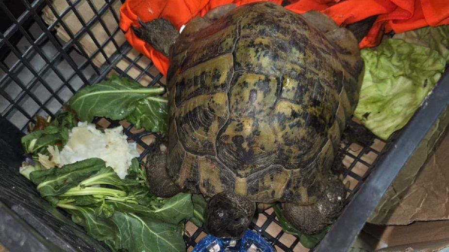 Na Kelebiji sprečeno krijumčarenje strogo zaštićene vrste kornjače (FOTO) 1