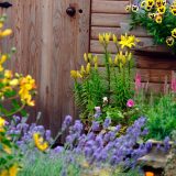 Zašto ljudi prskaju sirće po svom dvorištu? 1