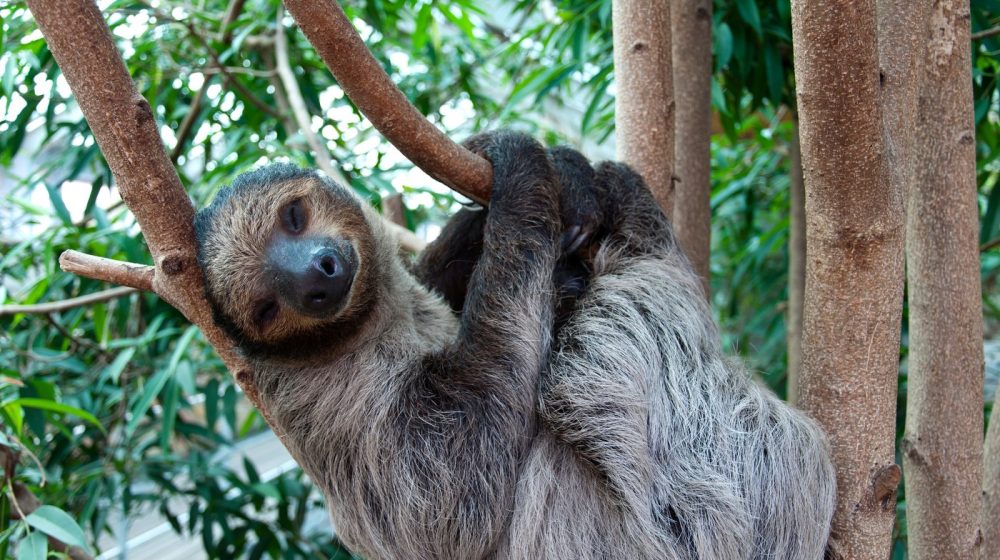 Koja je najsporija životinja na svetu? 1