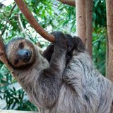 Koja je najsporija životinja na svetu? 4