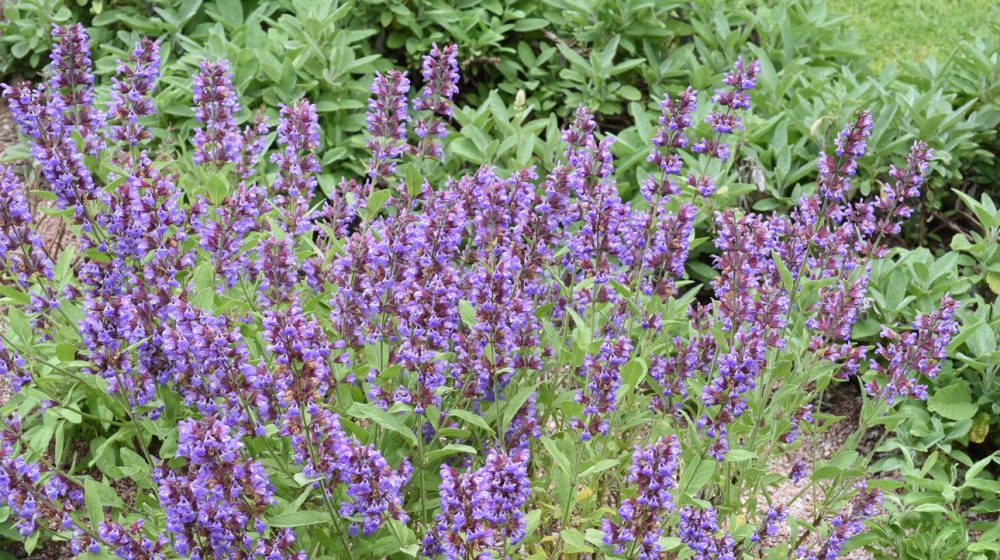 Više od začina: Čudesna mediteranska biljka koju ne koristimo dovoljno 1