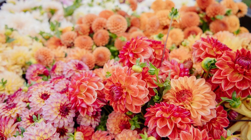 Cveće: Biljke koje cvetaju krajem avgusta 1