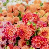 Cveće: Biljke koje cvetaju krajem avgusta 1