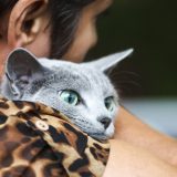 Mačke dobijaju demenciju – i mogle bi pomoći u istraživanju Alchajmera kod ljudi 1