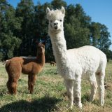 Koja je razlika između lame i alpake? 1