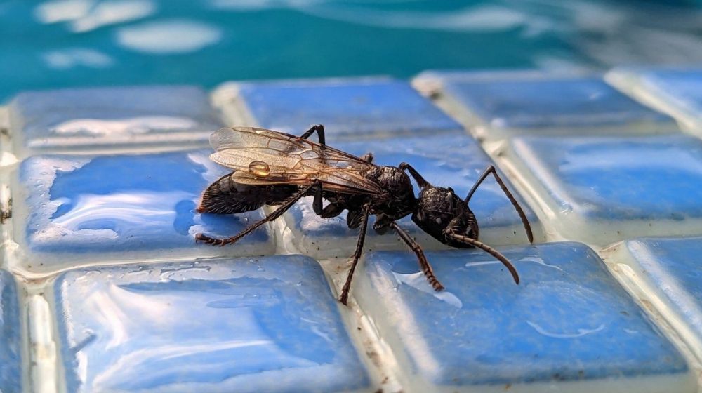 „Čist, intenzivan, blistav bol“: Naučnik koji je dozvolio da ga ubadaju insekti tvrdi da je ovo najgore 1