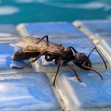 „Čist, intenzivan, blistav bol“: Naučnik koji je dozvolio da ga ubadaju insekti tvrdi da je ovo najgore 1