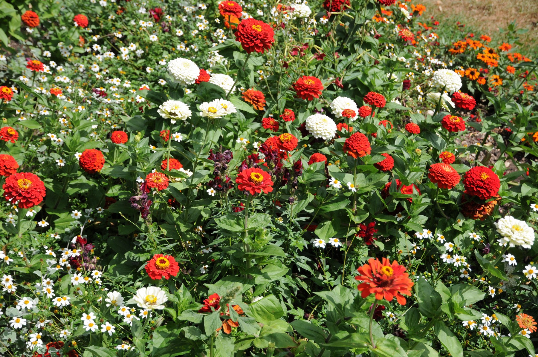 Cveće: Biljke koje cvetaju krajem avgusta 2