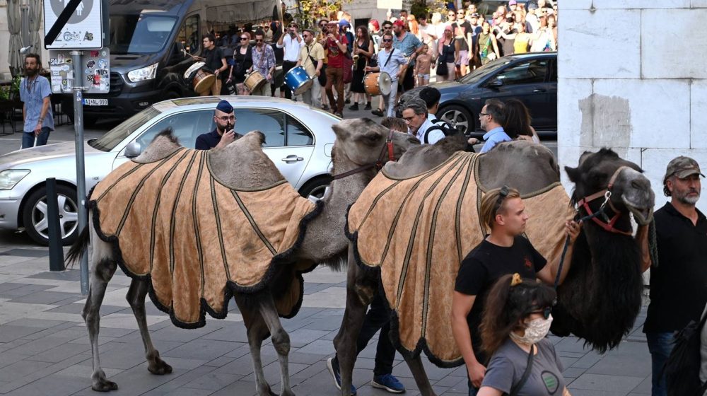 Kamile u Budimpešti za podizanje svesti o suši u Mađarskoj