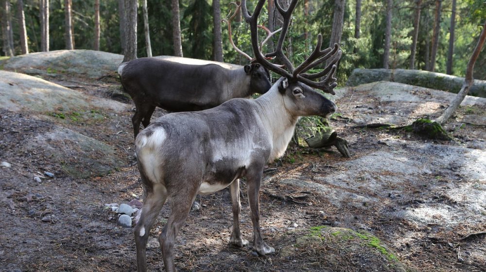 U Finskoj irvasi pogođeni toplotnim talasom 1
