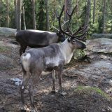 U Finskoj irvasi pogođeni toplotnim talasom 5