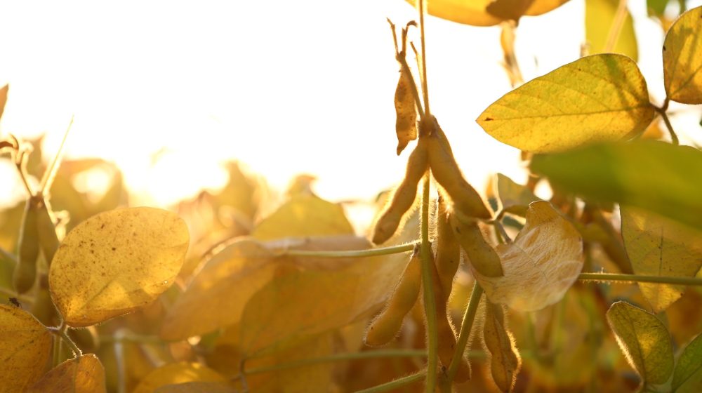 Nemačka nudi primer kako poljoprivreda da odgovori na sušu 1