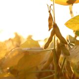 Nemačka nudi primer kako poljoprivreda da odgovori na sušu 2